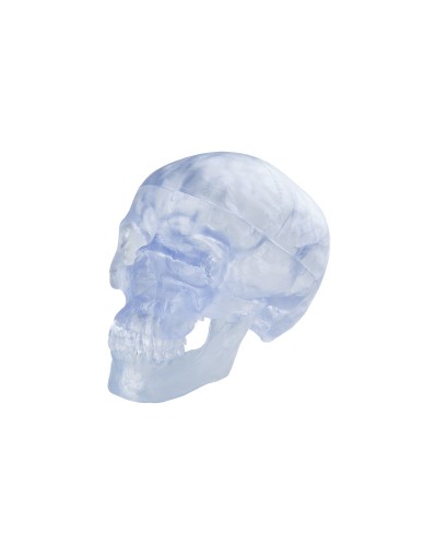 Transparent Classic Human Skull Model, 3 part